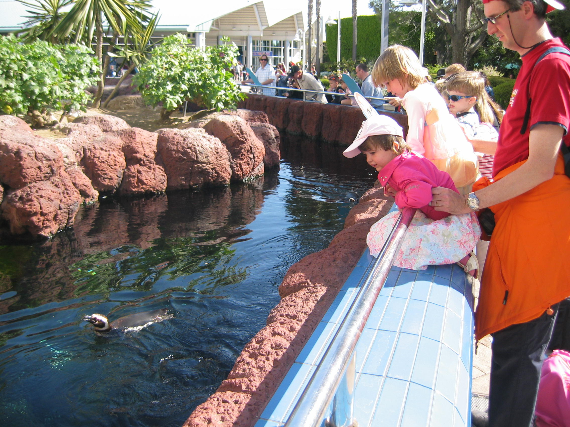 pinguins-kijken.jpg