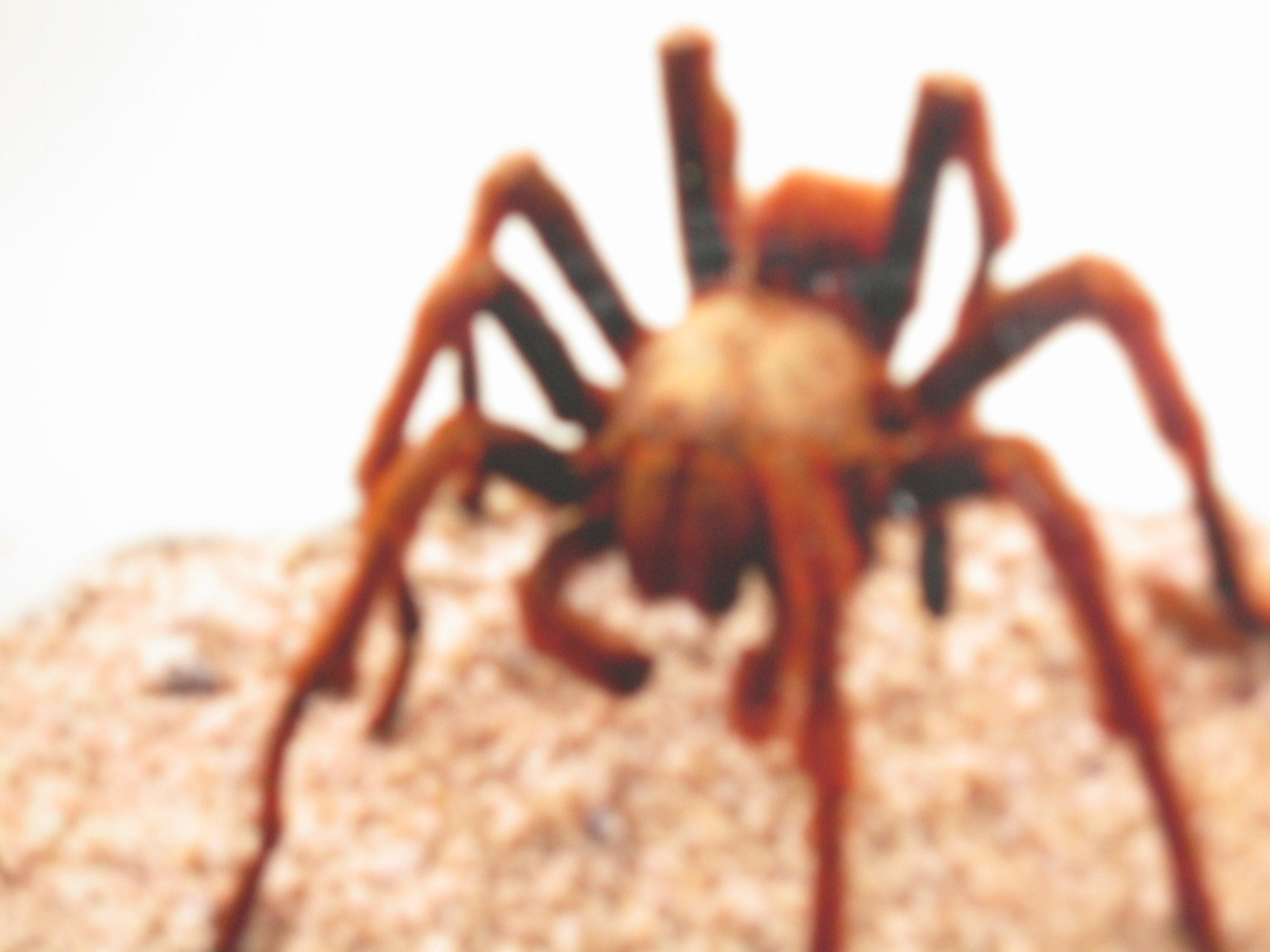 tarantula.jpg